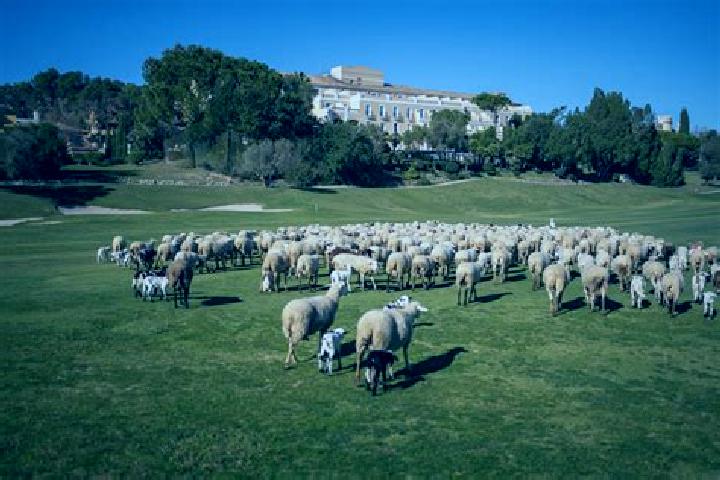 Buffalo Superways online slot