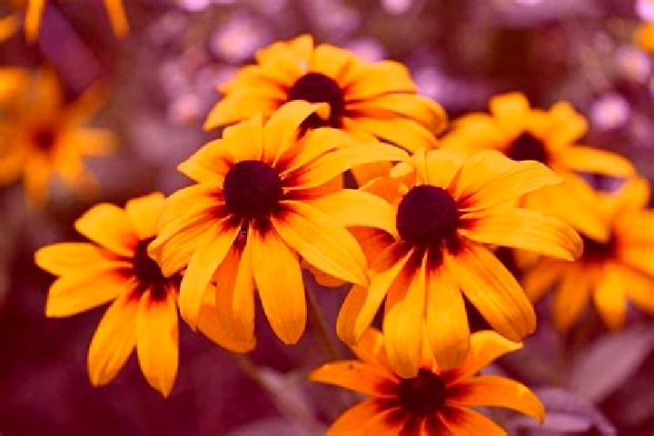 Caishen Coming (JDB) slot machine