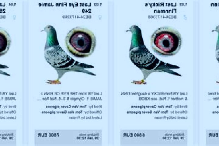 Fish n Fish online slot